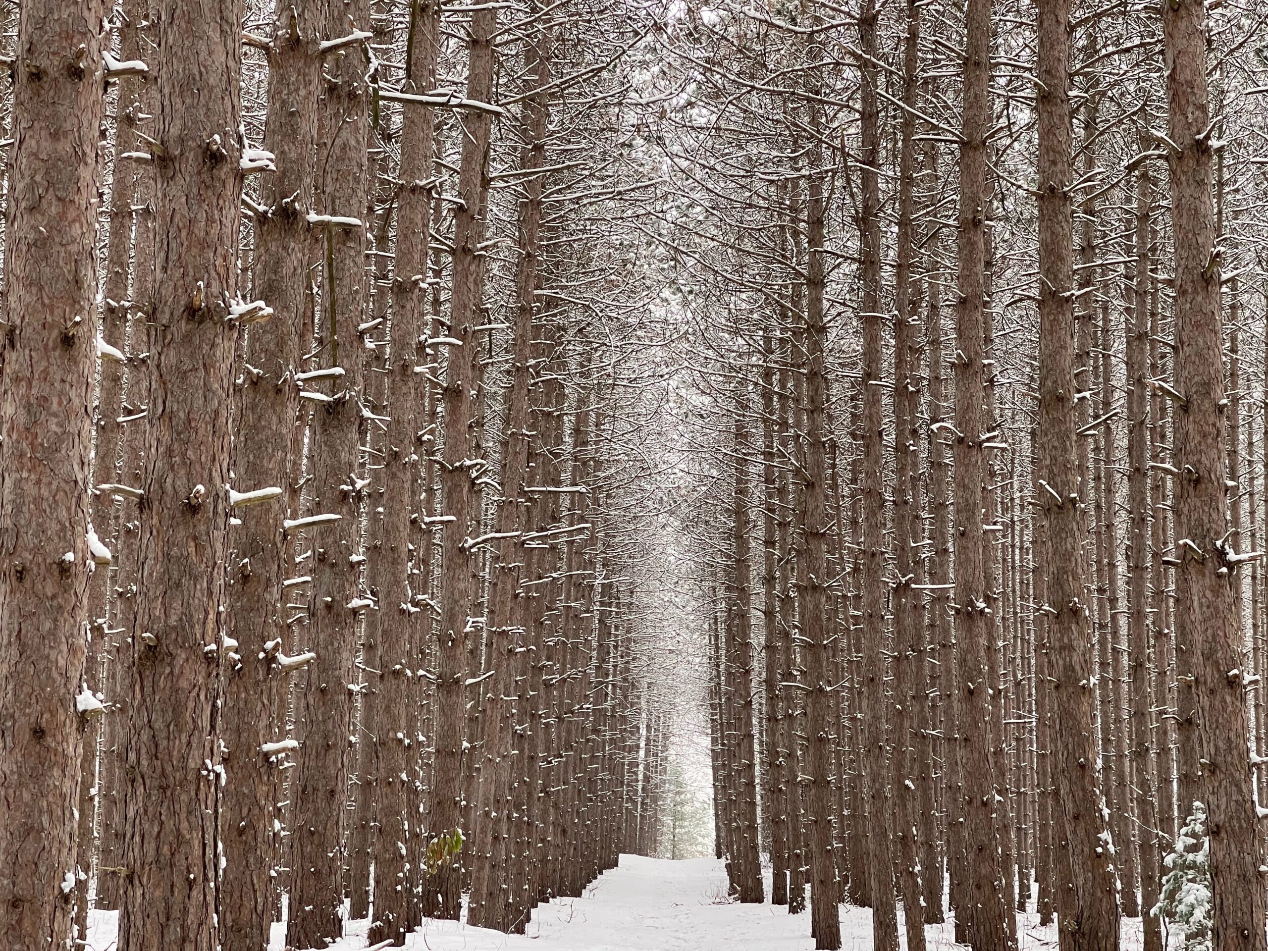 A snow covered forest.