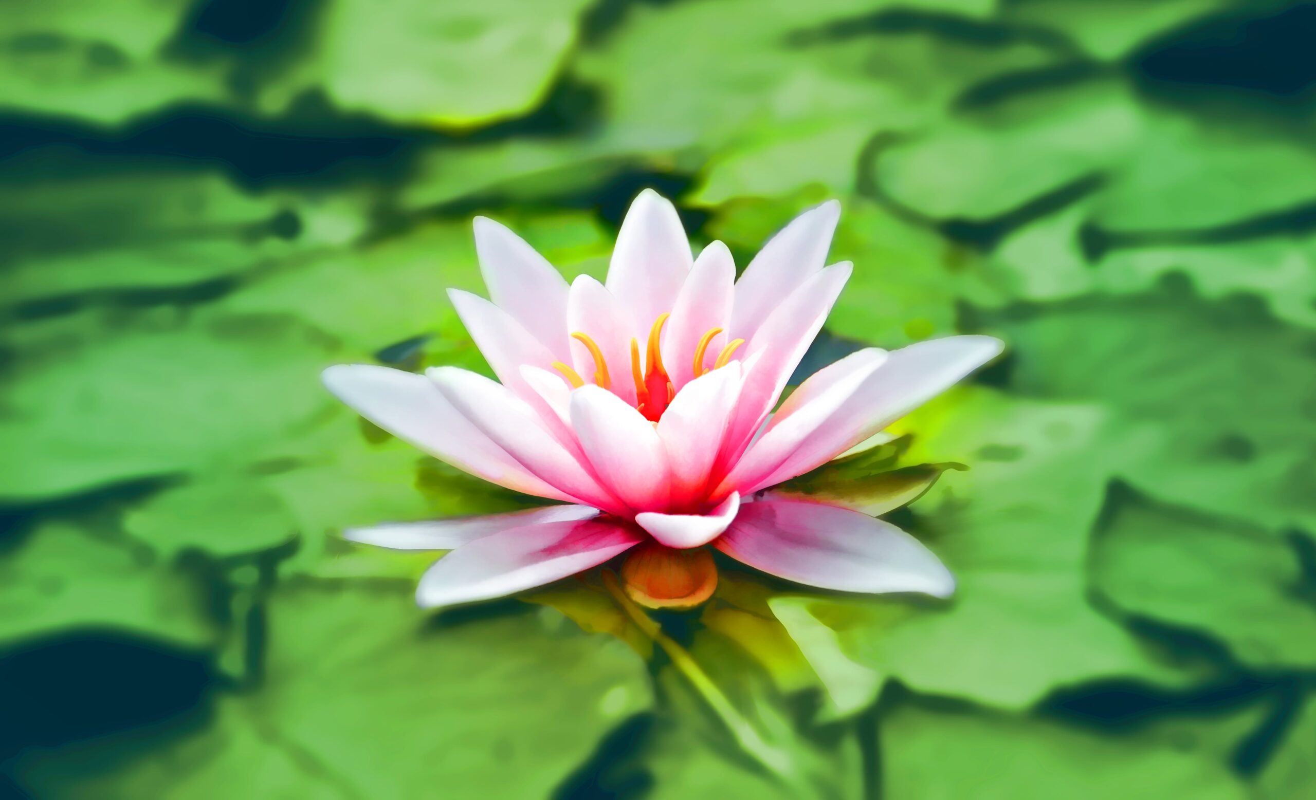 A beautiful open and vibrant lotus flower sitting on green lily pads representing yoga and surrender.