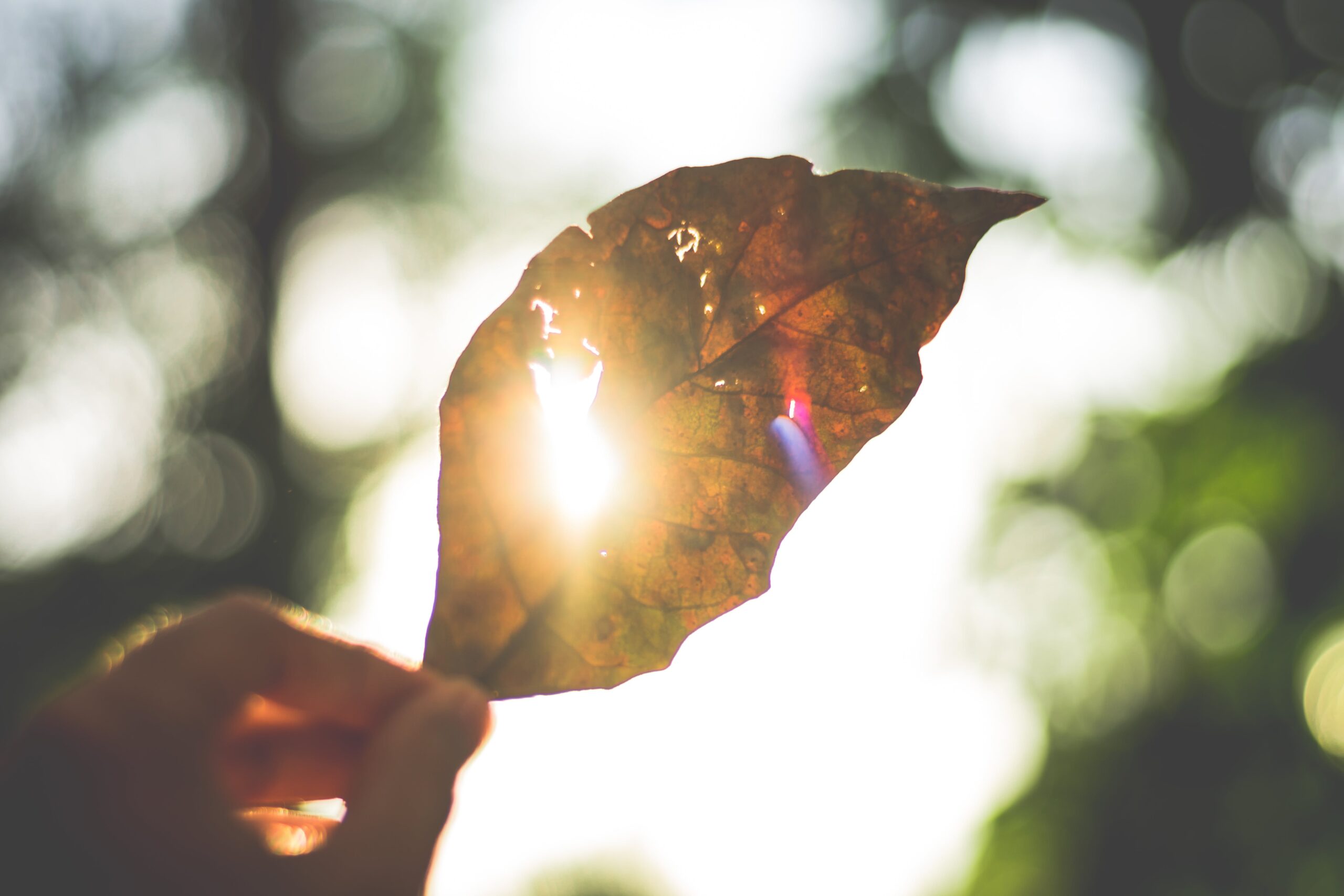 Beautiful shot of an autumnal leaf in nature with the sun shining through to represent enlightenment.